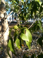 Thouinia paucidentata