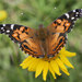 Vanessa virginiensis - Photo (c) Anne Toal，保留部份權利CC BY