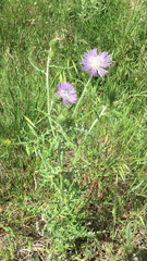 Galactites tomentosus
