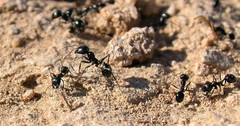 Veromessor pergandei