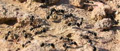Veromessor pergandei