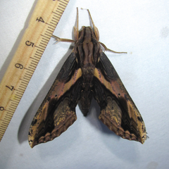 Xylophanes ceratomioides