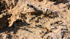 Veromessor pergandei