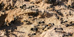 Veromessor pergandei