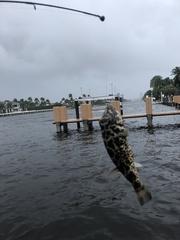 Sphoeroides testudineus