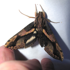 Xylophanes ceratomioides