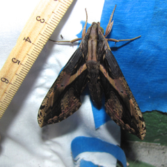 Xylophanes ceratomioides