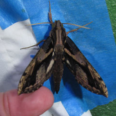Xylophanes ceratomioides