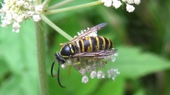 Dolichovespula norwegica