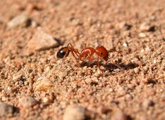 Pogonomyrmex californicus