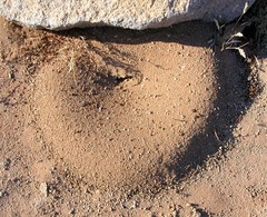 Pogonomyrmex californicus