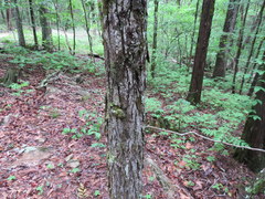 Carya carolinae-septentrionalis