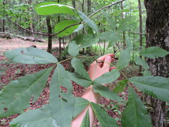 Carya carolinae-septentrionalis