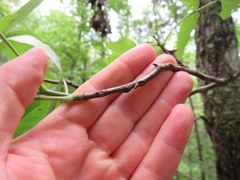 Carya carolinae-septentrionalis