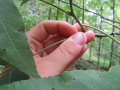 Carya carolinae-septentrionalis