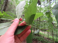 Carya carolinae-septentrionalis