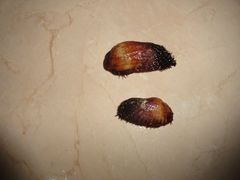 Barbatia barbata