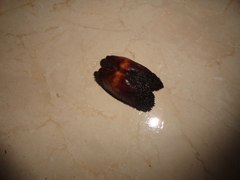 Barbatia