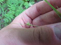 Carex willdenowii