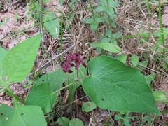 Matelea carolinensis
