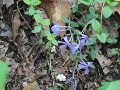 Phlox divaricata divaricata