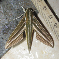 Xylophanes titana