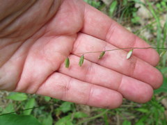 Melica mutica