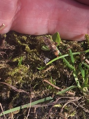 Myopa