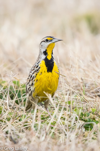 Eastern Meadowlark