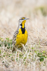 Eastern Meadowlark photo 4