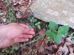 Pellaea atropurpurea