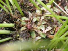 Riccia beyrichiana