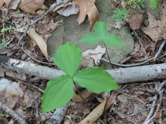 Trillium grandiflorum