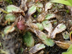 Riccia beyrichiana