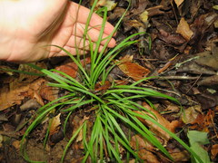 Carex cumberlandensis