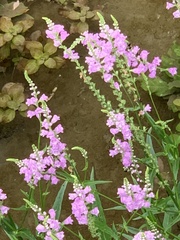 Physostegia intermedia