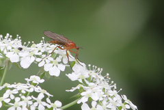 Empis stercorea