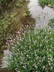 Physostegia intermedia