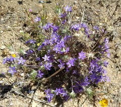 Eriastrum pluriflorum