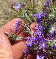 Eriastrum pluriflorum