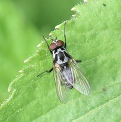 Anthomyia pluvialis