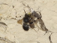 Anthophora dispar