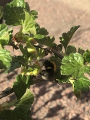 Bombus hypnorum