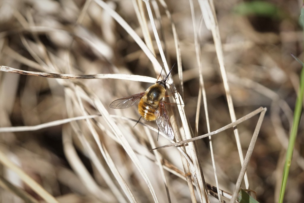 Bombylius mexicanus
