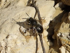 Anthophora dispar