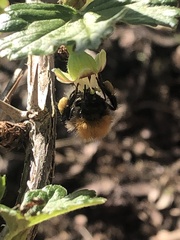 Bombus hypnorum