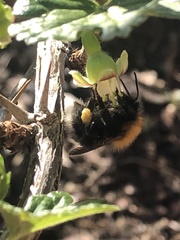 Bombus hypnorum