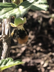 Bombus hypnorum