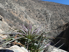 Puya boliviensis