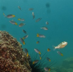 Chelonodontops patoca